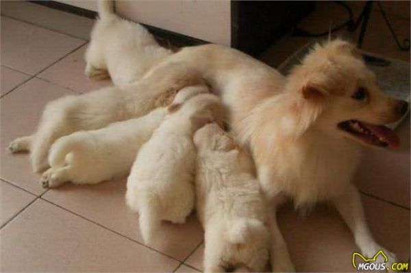 狗狗产后必须要注意身体恢复,告诉你几个有效帮助狗狗补钙的方法