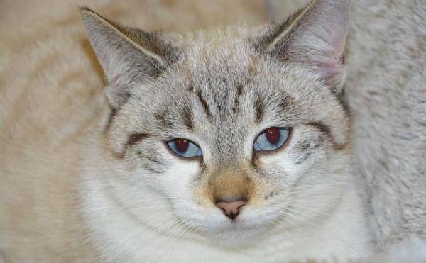 猫咪便血(拉粑粑有血)是怎么回事?医学分级诊断与处理原则