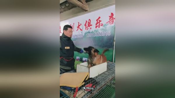 你想不想也让自己的狗狗变很乖呢？