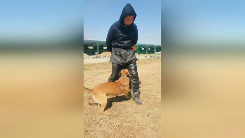 你知道这么听话的狗狗是怎么训练出来的吗