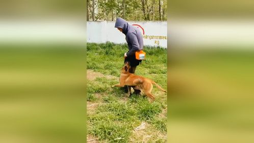 这只是世界冠军帕拉丁女儿配霸道出的小狗，这步伐你们喜欢吗