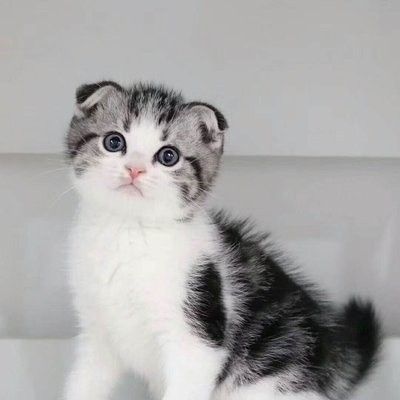 温馨守护 虹口宠物猫救助中心 24小时热线 专宠医生