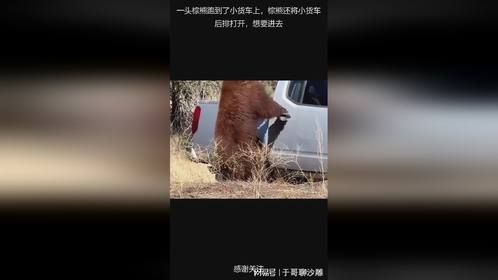 一头棕熊跑到了小货车上，棕熊还将小货车后排打开，想要进去