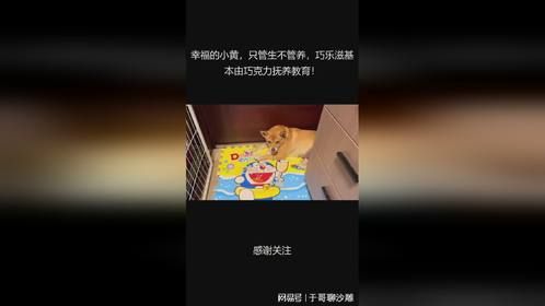 幸福的小黄，只管生不管养，巧乐滋基本由巧克力抚养教育！