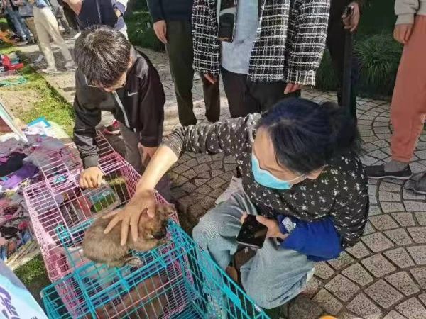 苏州宠物领养救助网苏州市宠物救助中心
