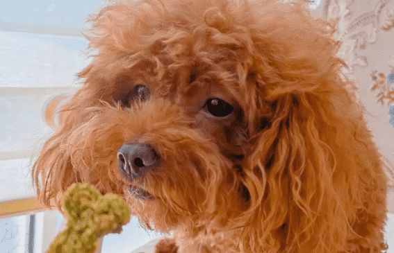 太阳家宠物零食:满足各类宠物口味与营养需求的理想选择