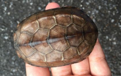 草龟吃啥如何喂食2