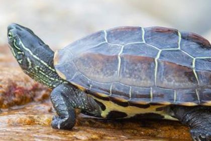 草龟吃啥如何喂食3