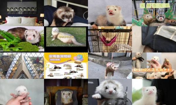 安格鲁貂繁殖期多久