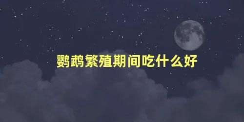 鹦鹉繁殖期间吃什么好