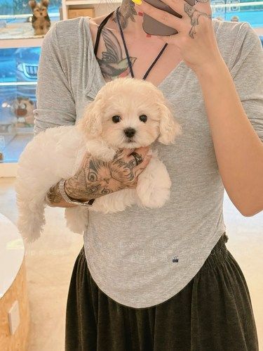 Petoffice幼犬更新｜马尔泰妹妹