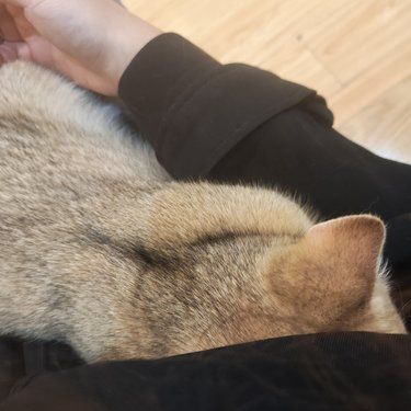 猫生活，慵懒得刚刚好