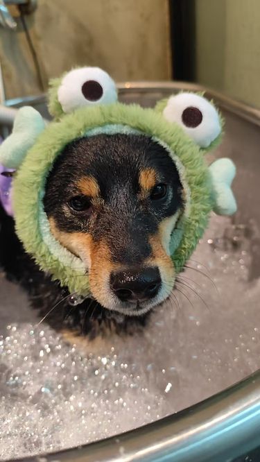 狗狗洗澡颜值逆袭！从 “小邋遢” 到 “白富美”