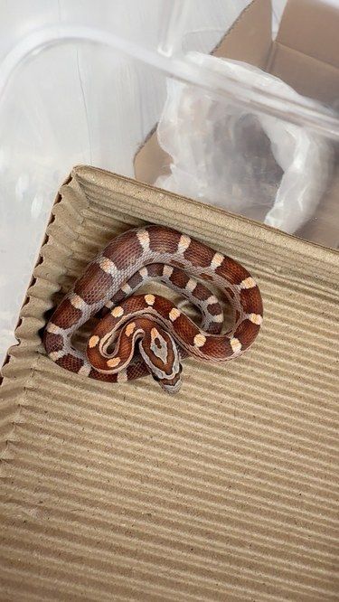 100一条 适合新手