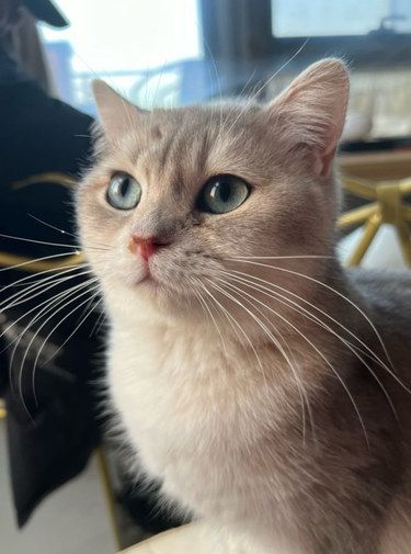 放松喵～心情也融化❣️这也太可爱了吧❣️❣️❣️