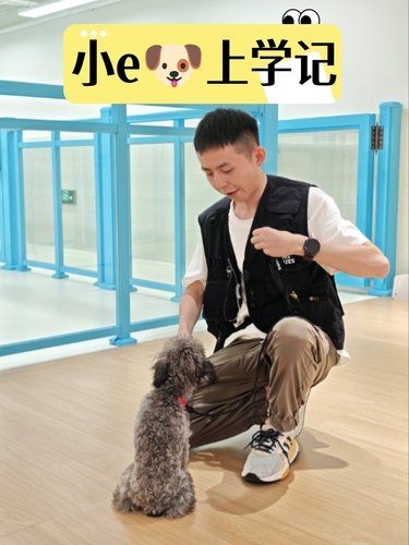 我家小嗨狗也到了该上学的年纪啦
