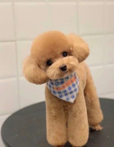 宠物造型的艺术感