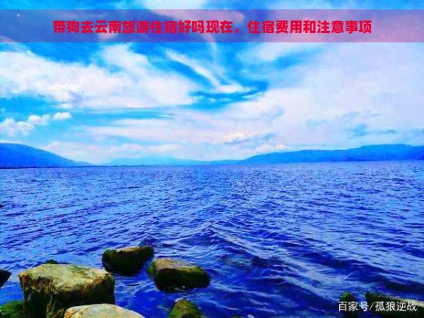 带狗去云南旅游住宿好吗现在，住宿费用和注意事项