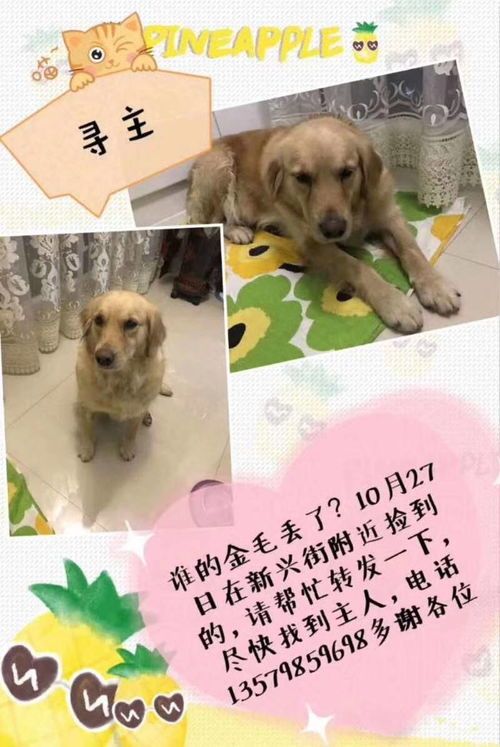 威海宠物领养指南,爱心领养,温暖相伴!