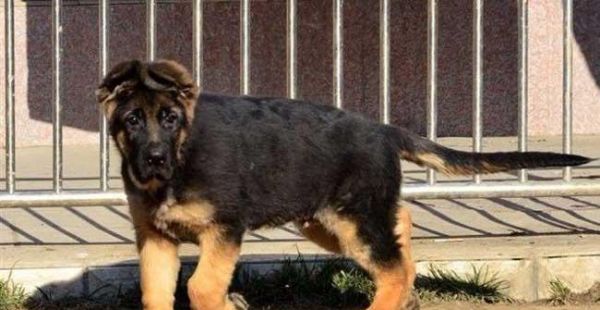 夏天如何养护德国牧羊犬（宠物狗夏日健康小贴士）