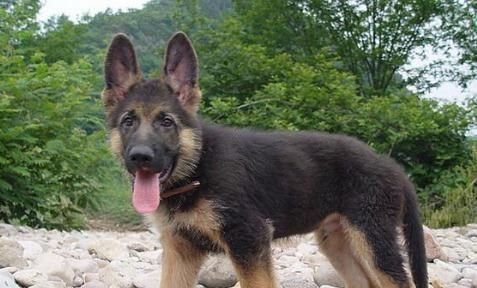 夏天如何养护德国牧羊犬（宠物狗夏日健康小贴士）