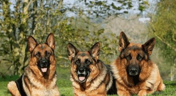 夏天如何养护德国牧羊犬（宠物狗夏日健康小贴士）