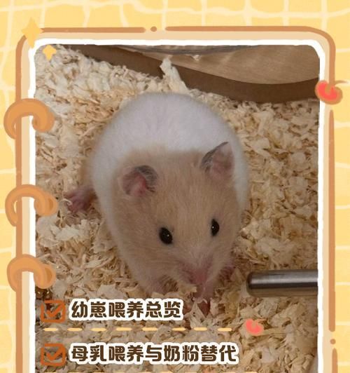 仓鼠养出的娃娃如何处理？需要特别照顾吗？