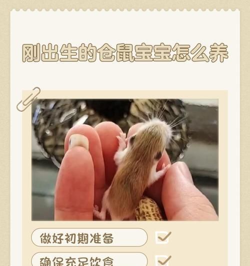 仓鼠养出的娃娃如何处理？需要特别照顾吗？