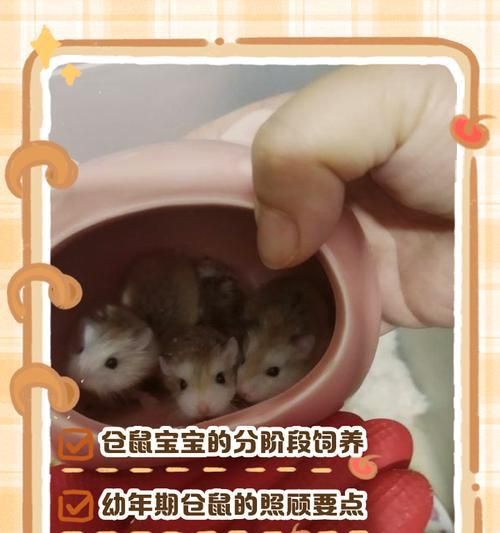 仓鼠养出的娃娃如何处理？需要特别照顾吗？