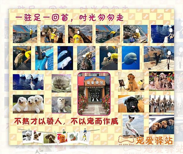宠物店形象墙图片