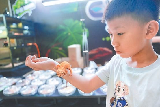 小朋友在嘉年华上与爬宠近距离接触。