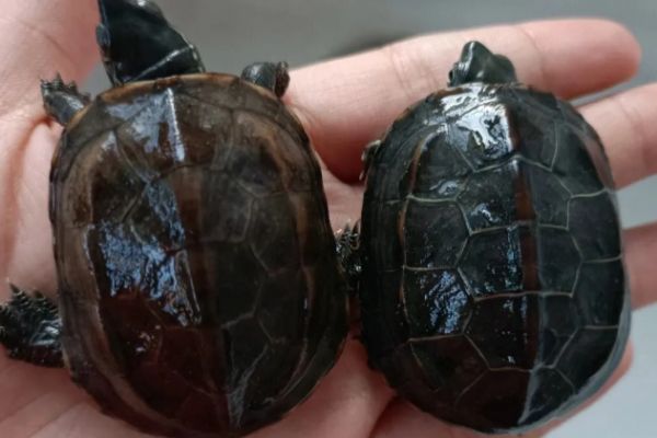 常见的宠物龟有哪些?