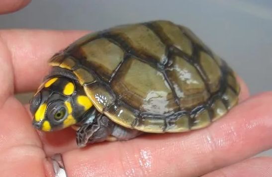 常见的宠物龟有哪些?