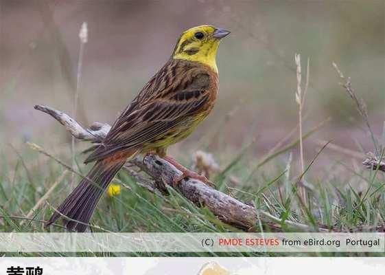 黑头奇鹛(探索黑头奇鹛的生态习性和保护现状)