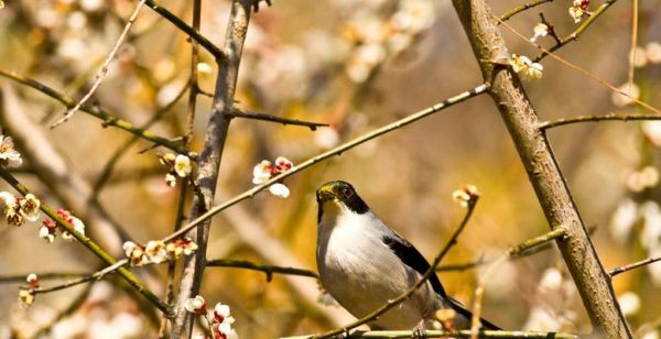 黑头奇鹛(探索黑头奇鹛的生态习性和保护现状)