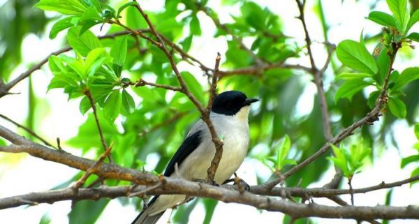 黑头奇鹛(探索黑头奇鹛的生态习性和保护现状)