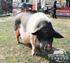 麝香猪:宠物界的独特选择?