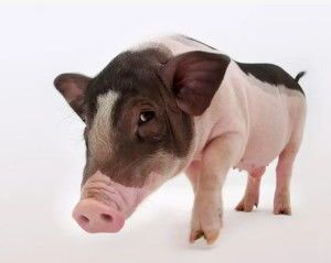 麝香猪:宠物界的独特选择?