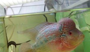 罗汉鱼最佳养缸指南:打造完美水族环境