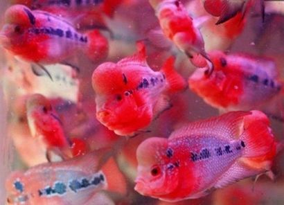 罗汉鱼最佳养缸指南:打造完美水族环境