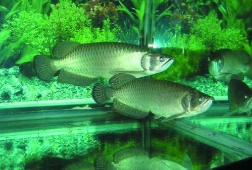 澳洲星点龙养护指南:新手必备观赏鱼工具清单