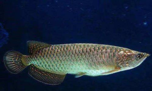 澳洲星点龙养护指南:新手必备观赏鱼工具清单