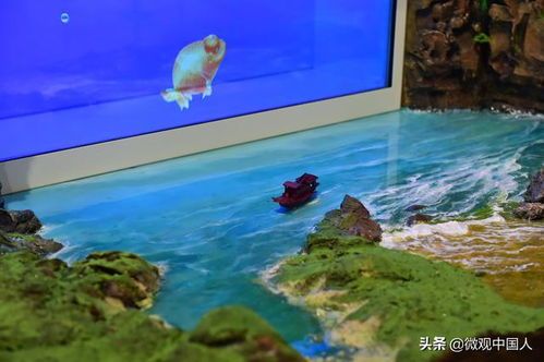 热带鱼缸美景速成攻略