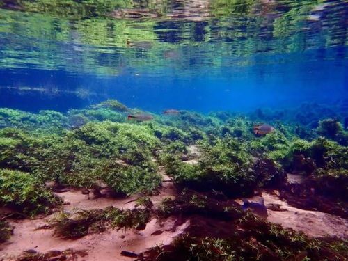 热带鱼缸美景速成攻略