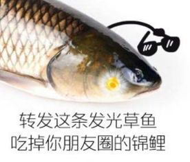 “草鱼防病秘籍,锦鲤美态尽显,宠物健康指南!”