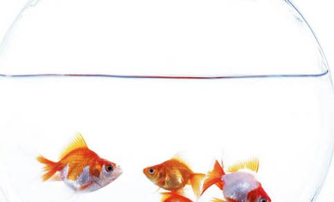 养的鱼死了怎么处理鱼缸