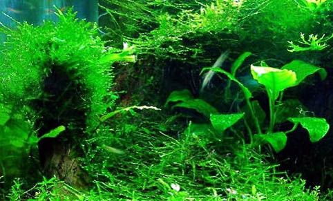 养的鱼死了怎么处理鱼缸