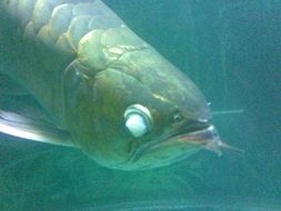 地鱼蒙眼病,宠物急救攻略!