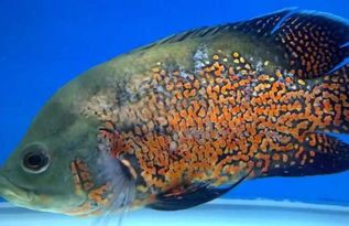 地鱼蒙眼病,宠物急救攻略!