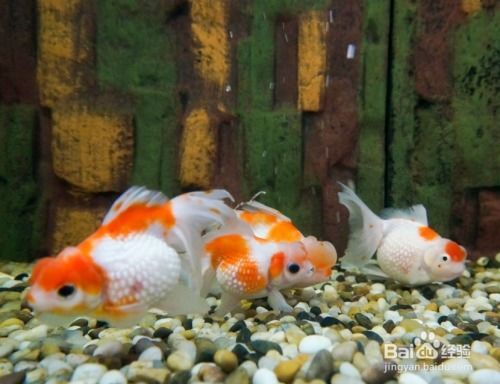 金鱼尾鳍溃烂急救指南,宠物健康必看!